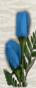 2 Roses Blue